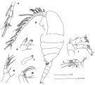 Espce Paradisco nudus - Planche 1 de figures morphologiques