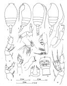 Espèce Tharybis groenlandicus - Planche 3 de figures morphologiques