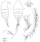 Espèce Epacteriscus rapax - Planche 1 de figures morphologiques