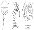 Espèce Epacteriscus rapax - Planche 3 de figures morphologiques