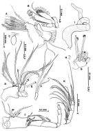 Species Neoscolecithrix japonica - Plate 3 of morphological figures