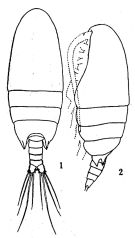 Species Neoscolecithrix japonica - Plate 4 of morphological figures