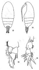 Species Xanthocalanus multispinus - Plate 1 of morphological figures