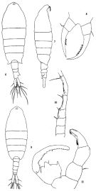 Espèce Tortanus (Eutortanus) dextrilobatus - Planche 1 de figures morphologiques