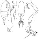 Species Undinula vulgaris - Plate 4 of morphological figures
