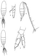 Species Mesocalanus tenuicornis - Plate 3 of morphological figures