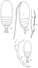 Espèce Acrocalanus gracilis - Planche 1 de figures morphologiques