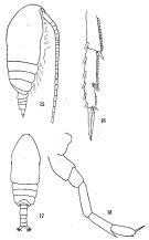 Species Acrocalanus gibber - Plate 1 of morphological figures