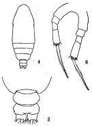 Espèce Calocalanus pavoninus - Planche 3 de figures morphologiques