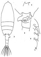 Espèce Euchaeta concinna - Planche 5 de figures morphologiques