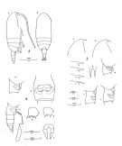 Espèce Clausocalanus lividus - Planche 1 de figures morphologiques