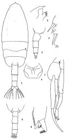 Species Paraeuchaeta russelli - Plate 3 of morphological figures