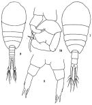 Species Temora turbinata - Plate 3 of morphological figures