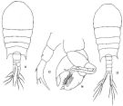 Species Temora discaudata - Plate 4 of morphological figures
