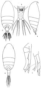 Species Scolecithrix danae - Plate 8 of morphological figures