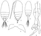 Species Scolecithrix bradyi - Plate 3 of morphological figures