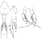 Species Pleuromamma xiphias - Plate 12 of morphological figures
