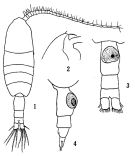 Espèce Pleuromamma gracilis - Planche 2 de figures morphologiques