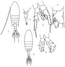 Species Centropages tenuiremis - Plate 3 of morphological figures