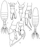 Espèce Centropages calaninus - Planche 5 de figures morphologiques