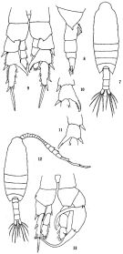 Espèce Centropages orsinii - Planche 3 de figures morphologiques