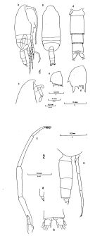 Espèce Clausocalanus mastigophorus - Planche 2 de figures morphologiques