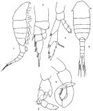 Species Lucicutia clausi - Plate 8 of morphological figures