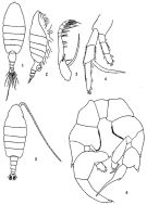 Species Heterorhabdus papilliger - Plate 4 of morphological figures