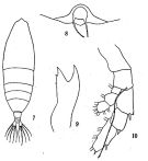Species Haloptilus longicornis - Plate 7 of morphological figures