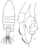 Species Candacia pachydactyla - Plate 4 of morphological figures