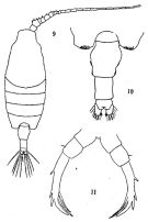 Espèce Candacia truncata - Planche 4 de figures morphologiques