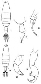 Espèce Labidocera minuta - Planche 2 de figures morphologiques