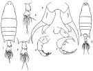 Espèce Labidocera kröyeri - Planche 2 de figures morphologiques