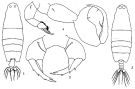 Espèce Labidocera detruncata - Planche 1 de figures morphologiques