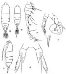 Species Pontella chierchiae - Plate 3 of morphological figures