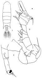 Espèce Pontellopsis villosa - Planche 4 de figures morphologiques
