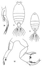 Species Pontellina plumata - Plate 3 of morphological figures