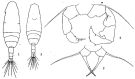 Espèce Acartia (Acartiura) clausi - Planche 9 de figures morphologiques