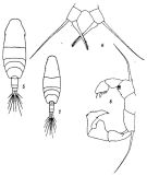Species Acartia (Acartiura) hongi - Plate 1 of morphological figures