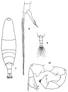Espèce Acartia (Acartia) danae - Planche 3 de figures morphologiques