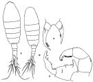 Espèce Tortanus (Eutortanus) spinicaudatus - Planche 1 de figures morphologiques