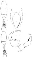 Espèce Tortanus (Eutortanus) derjugini - Planche 1 de figures morphologiques