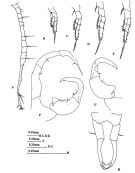 Espèce Tortanus (Atortus) tumidus - Planche 2 de figures morphologiques