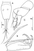 Espèce Corycaeus (Agetus) typicus - Planche 2 de figures morphologiques