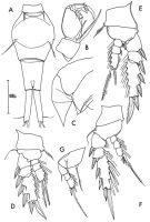 Species Corycaeus (Onychocorycaeus) giesbrechti - Plate 1 of morphological figures