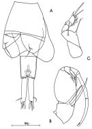 Espèce Corycaeus (Onychocorycaeus) ovalis - Planche 2 de figures morphologiques