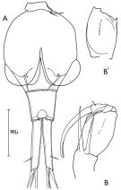 Species Corycaeus (Ditrichocorycaeus) anglicus - Plate 2 of morphological figures