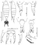 Espèce Tortanus (Atortus) insularis - Planche 1 de figures morphologiques