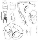 Espèce Tortanus (Atortus) insularis - Planche 2 de figures morphologiques