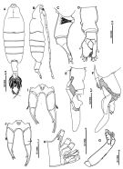 Espèce Tortanus (Atortus) ampliramus - Planche 1 de figures morphologiques